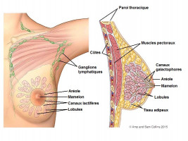 anatomie du sein