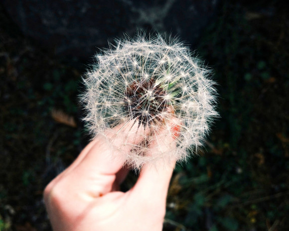 une main qui tient du pollen