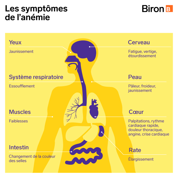 L'anémie perturbe l'activité du système respiratoire | Biron