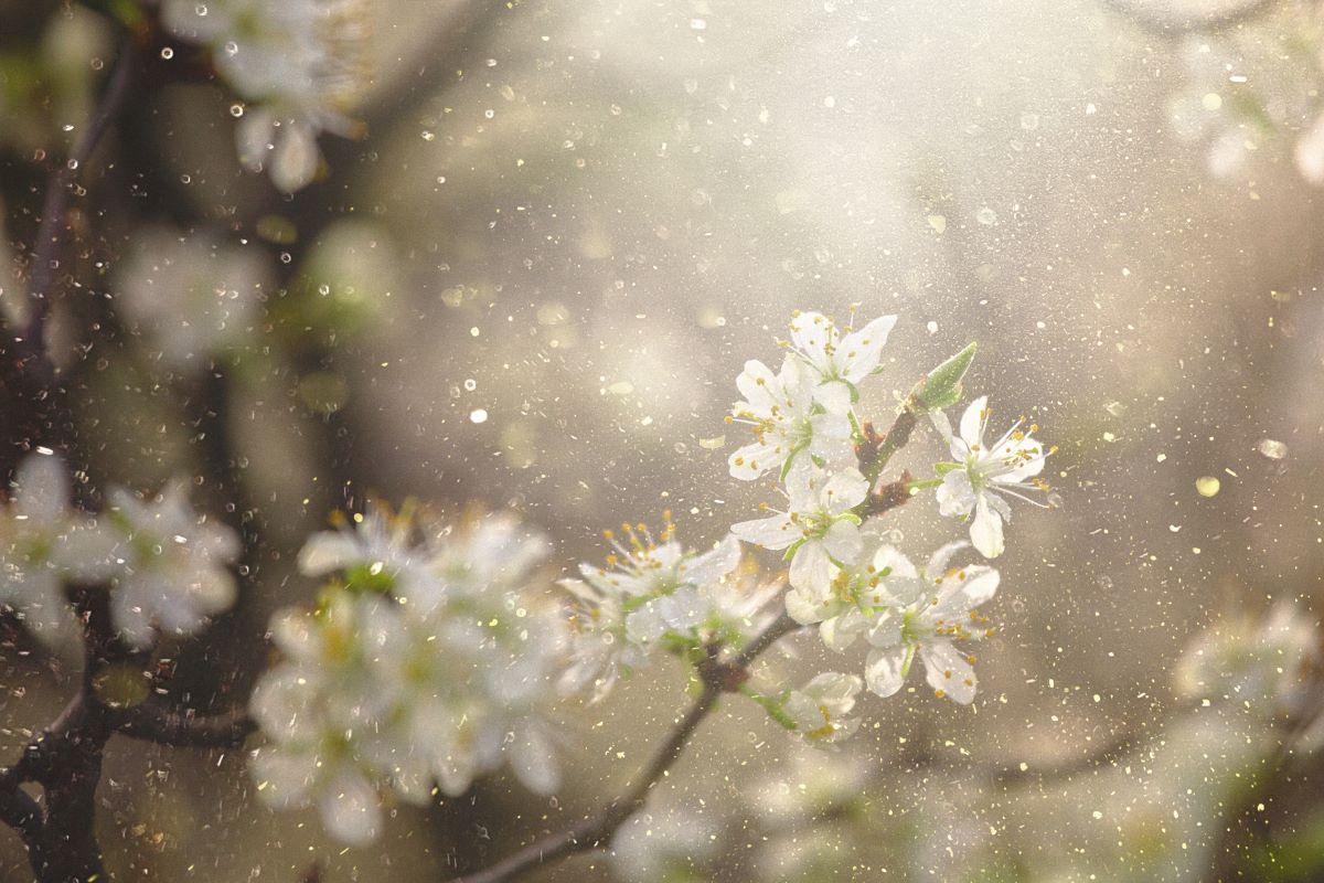 Allergies saisonnières
