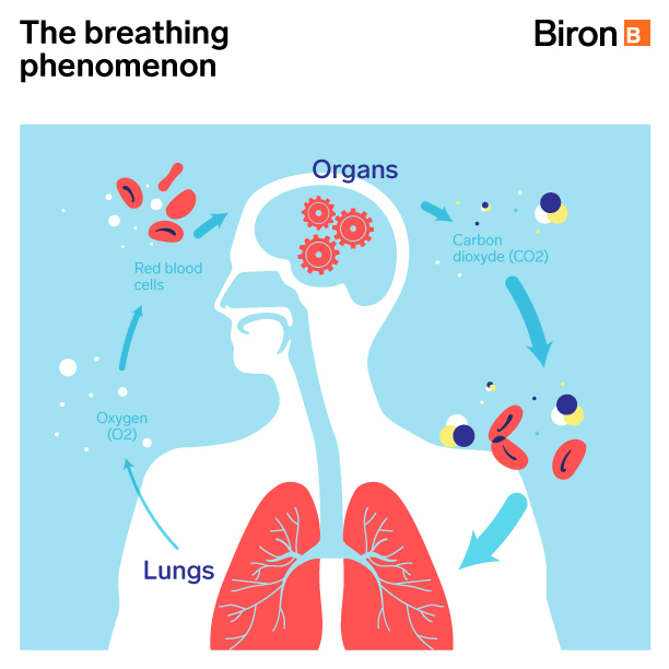 Anemia disrupts respiratory system activity | Biron