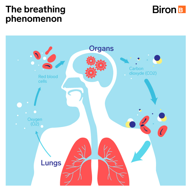 Anemia disrupts respiratory system activity Biron