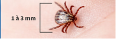 tick